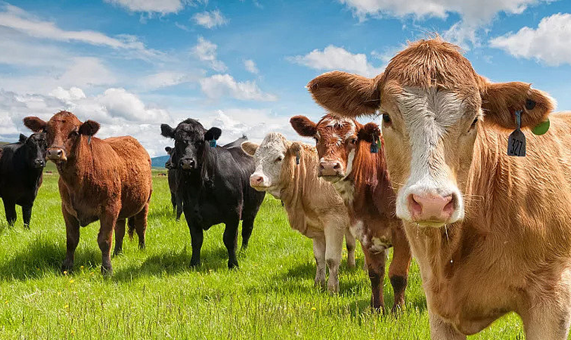 ����ԭ��ҩ