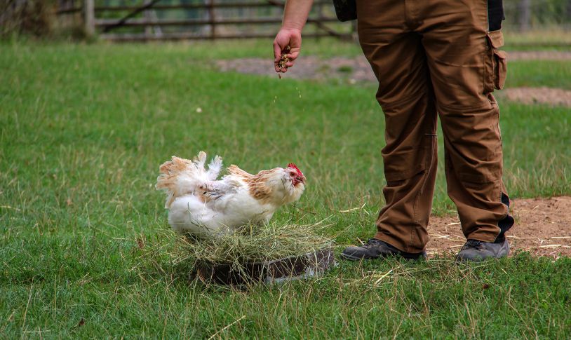 �������Ӽ�