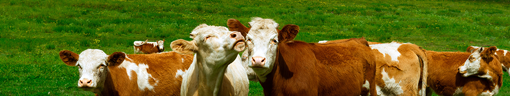 ����ԭ��ҩ